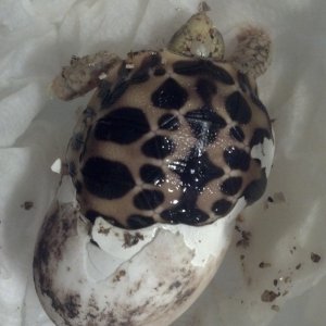 Burmese Star coming out  2012 season