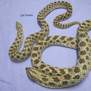 HognoseFemales