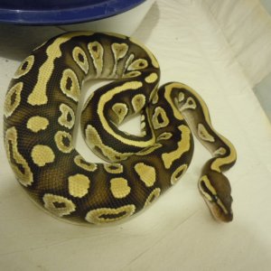 June 2011 Mojave Female