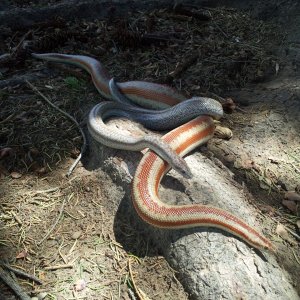 Rosy Boas