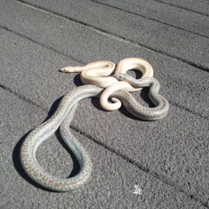 Rosy Boas
