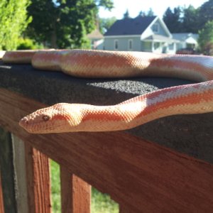 Rosy Boas