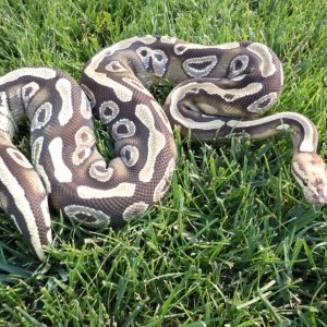 paradox mojave female
