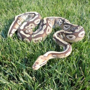 paradox mojave female