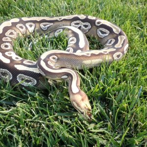 paradox mojave female