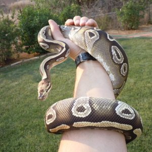 paradox mojave female
