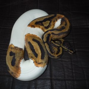pied_002