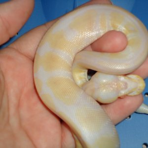 Albino Female