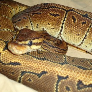 Pinstripe Male
