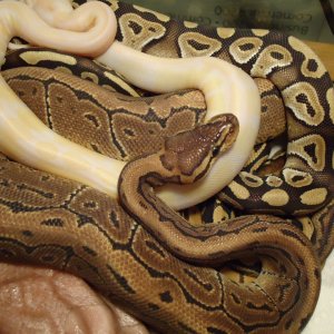 Pile of Pythons