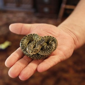 Desert King from Amarillo
