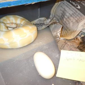 Spark x Albino!!!! 5 eggs