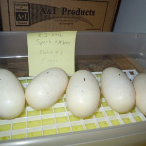 Spark x Albino!!!! 5 eggs