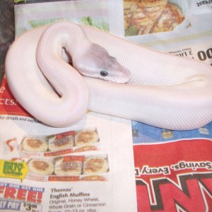 2012 super mojave
