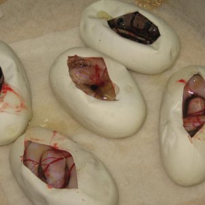 Ball_pythons_441
