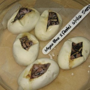 Ball_pythons_454