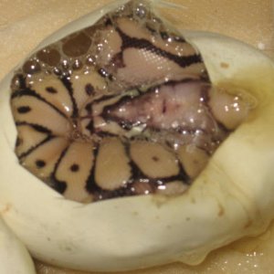Ball_pythons_461