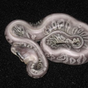 Ball_pythons_467