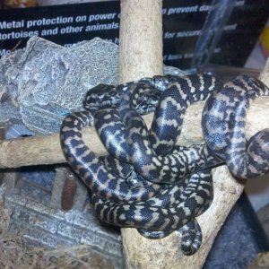 2012 baby jungles 24 hours after hatching