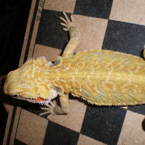 dragons