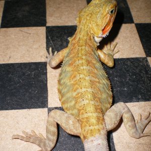 dragons