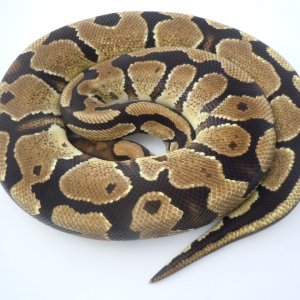 Male 2011 Spark