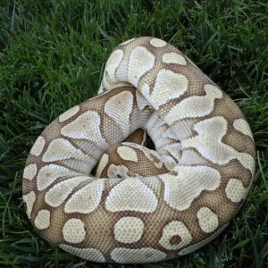 Lesser