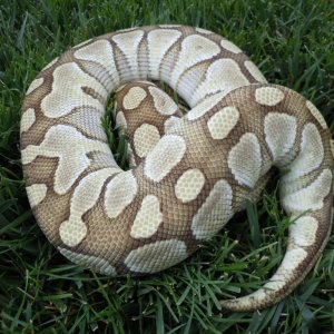 Lesser
