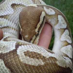 Lesser