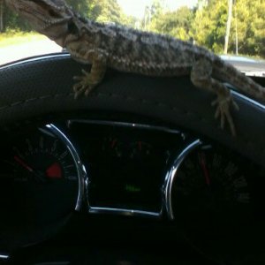 Bearded Dragon