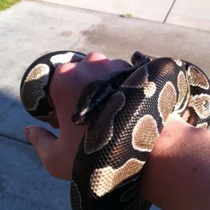 Python ~