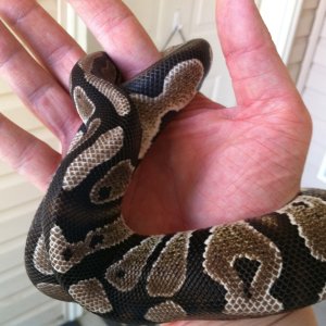 Python ~