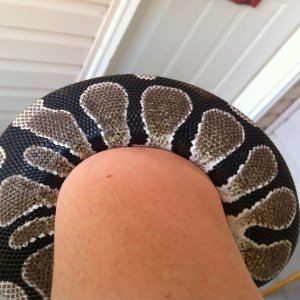 Python ~