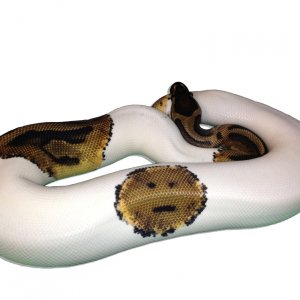 poker FACE pied
