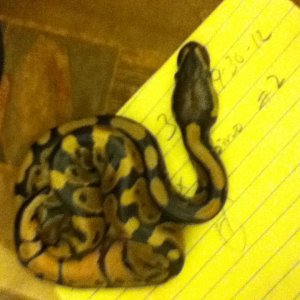 Spark x albino clutch