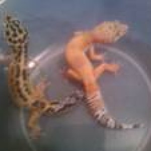 my pets 1 male 4 females born july-nov 2011.