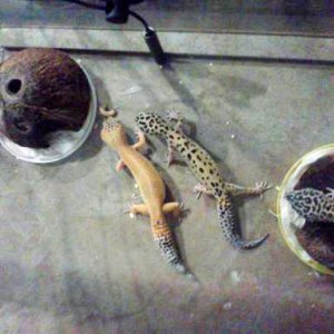 my pets 1 male 4 females born july-nov 2011.