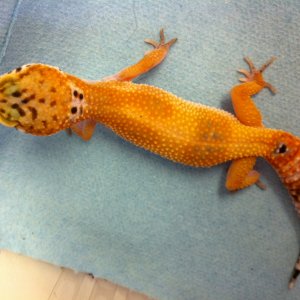 my pets 1 male 4 females born july-nov 2011.