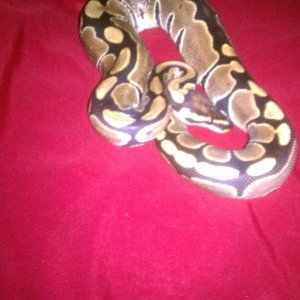 two ball pythons up for trade!!!!!!!