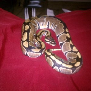 two ball pythons up for trade!!!!!!