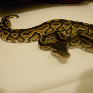 Cinnamon Black Pastel