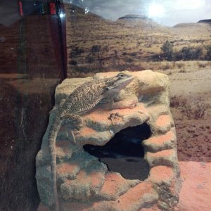 Diego, Cumming GA