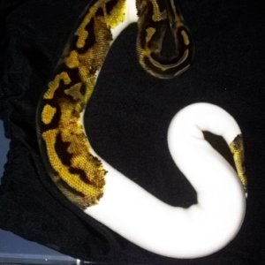 Pied Male for sale (Purchased TSk Snake Keeper)
