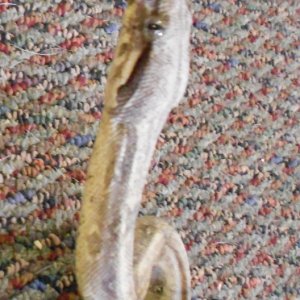 AneryFemale7