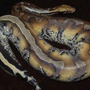 Marble Borneo bloodpython