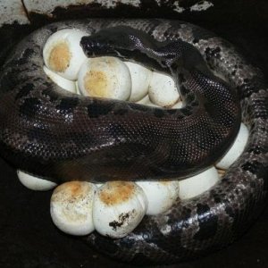 Black bloodpython breeding