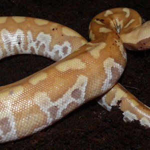 T+ albino bloodpython