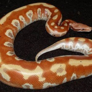 T+ albino cherry bomb bloodpython