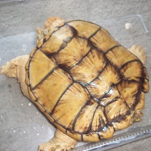 For sale Female Hypo Pastel Florida Snapping Turtle