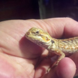 My Beardies